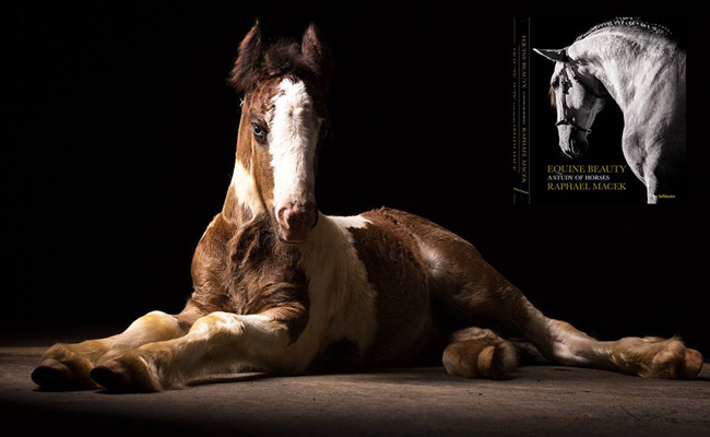 Gypsy Horse é um dos  garotos propaganda do Equine Beauty, primeiro livro de Raphael Macek, a ser lançado pela conceituada editora alemã teNeues 